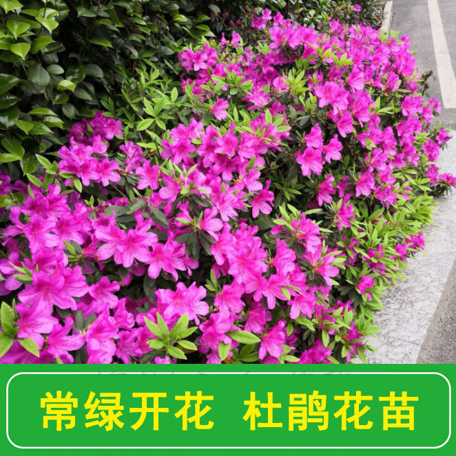 毛娟树苗庭院绿化工程苗四季常青园林花坛杜鹃花卉开花植物带土