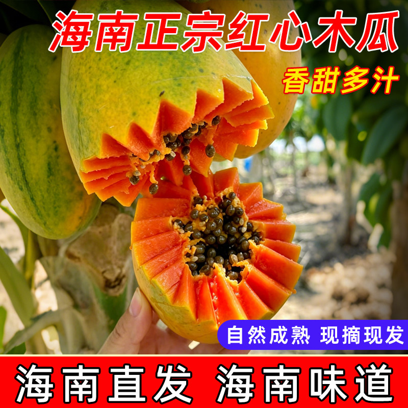 海南正宗红心木瓜现摘现发树上熟牛奶木瓜炖汤青皮产妇冰糖心新鲜