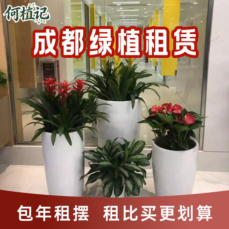 成都绿植租赁办公室别墅庭院造景花箱植物种植露台花园上门养护