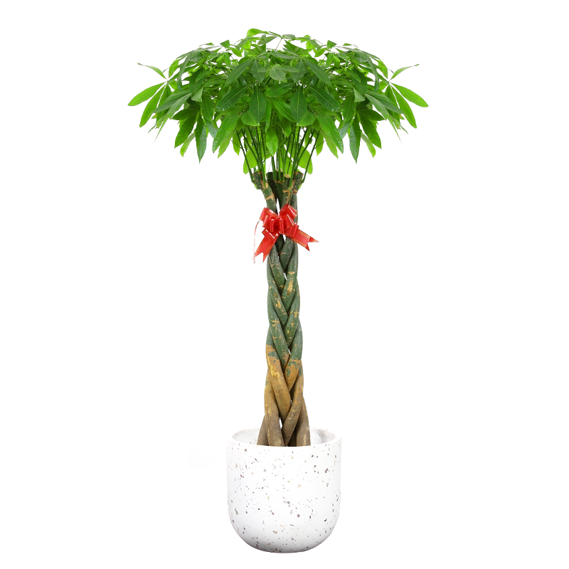 花五辫子发财辫子发财树盆栽大型内绿植盆景卉客厅办室慈公室绿植