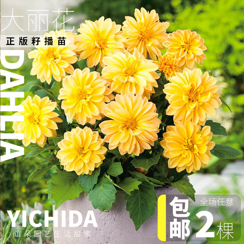 YICHIDA籽播扦插大丽花天竺牡丹地瓜花穴盘花苗小苗耐热宿根好养
