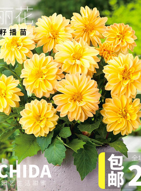YICHIDA大丽花花苗耐热花卉