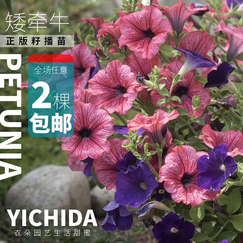 YICHIDA正版进口籽播矮牵牛苗穴盘小苗垂吊矮牛典雅轻浪美声花苗-封面