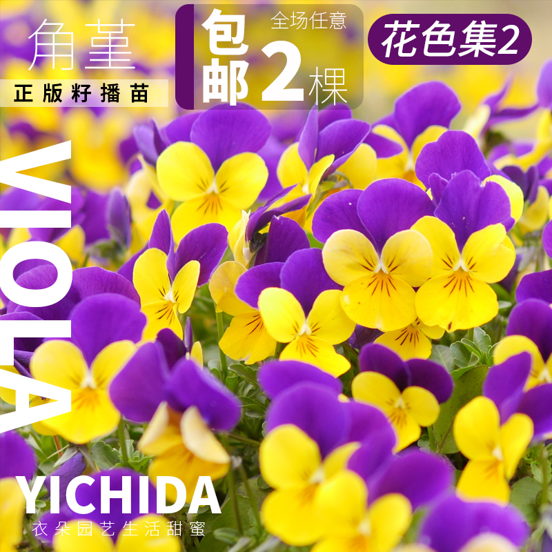 YICHIDA角堇正版进口籽播迷你三色堇小苗秋冬春耐寒花苗古风花力-封面