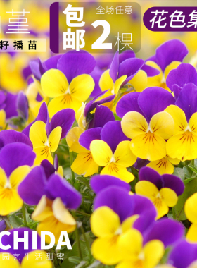 YICHIDA角堇正版进口籽播迷你三色堇小苗秋冬春耐寒花苗古风花力