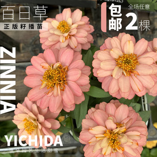 YICHIDA正版进口籽播百日草百日菊穴盘花苗小苗耐热耐晒夏天花卉