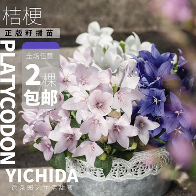 YICHIDA桔梗多年生耐寒耐热