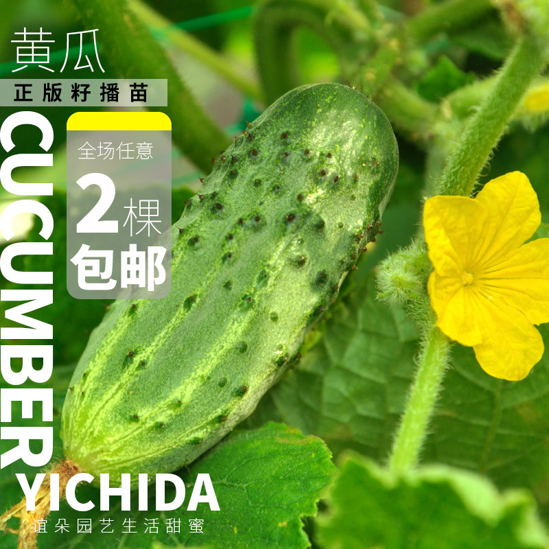 【黄瓜苗】YICHIDA进口品种黄瓜小苗传家宝蔬菜水果黄瓜