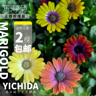 YICHIDA南非万寿菊小苗花苗耐热艾美佳夏威夷晚霞