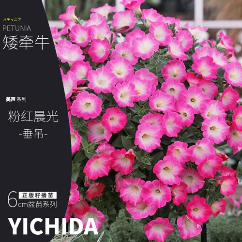 YICHIDA正版进口籽播矮牵牛苗穴盘小苗垂吊矮牛典雅轻浪美声花苗