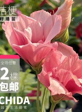 洋桔梗小苗一二年生可爱