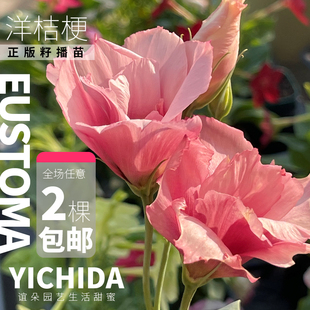 YICHIDA籽播扦插洋桔梗苗穴盘小苗一二年生花卉地栽盆栽花园