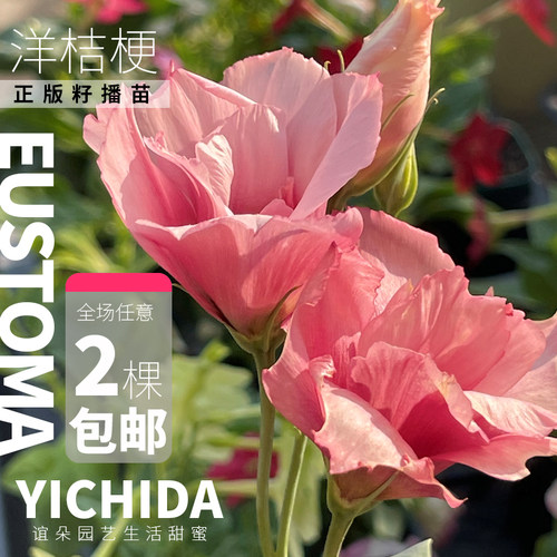 洋桔梗小苗一二年生可爱