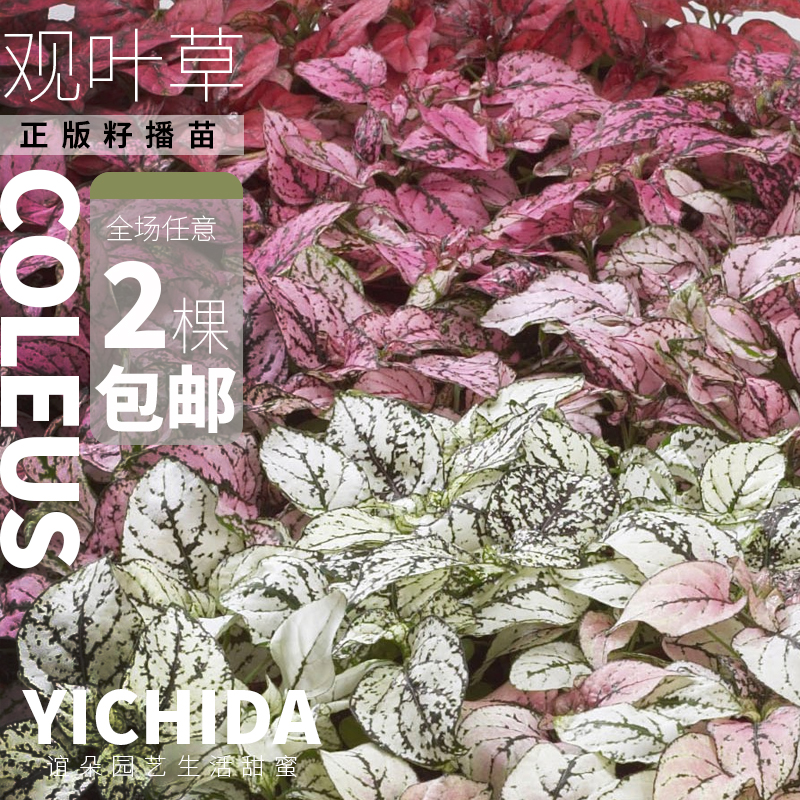 YICHIDA彩叶草嫣红蔓小苗