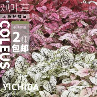 YICHIDA正版 籽播观叶植物彩叶草小苗嫣红蔓小苗穴盘苗五彩叶草花