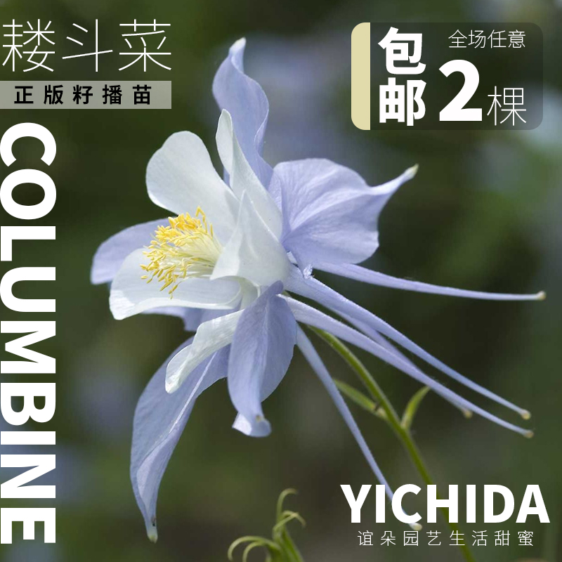 YICHIDA耧斗菜耐寒多年生