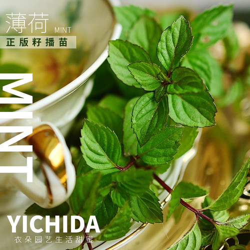 yichida正版籽播薄荷可食用