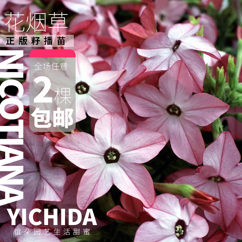 YICHIDA籽播花烟草苗穴盘小苗阿瓦隆耐热多年生花卉地栽盆栽花园