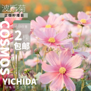 YICHIDA正版 进口籽播波斯菊苗穴盘小苗矮生卡萨菊花花苗