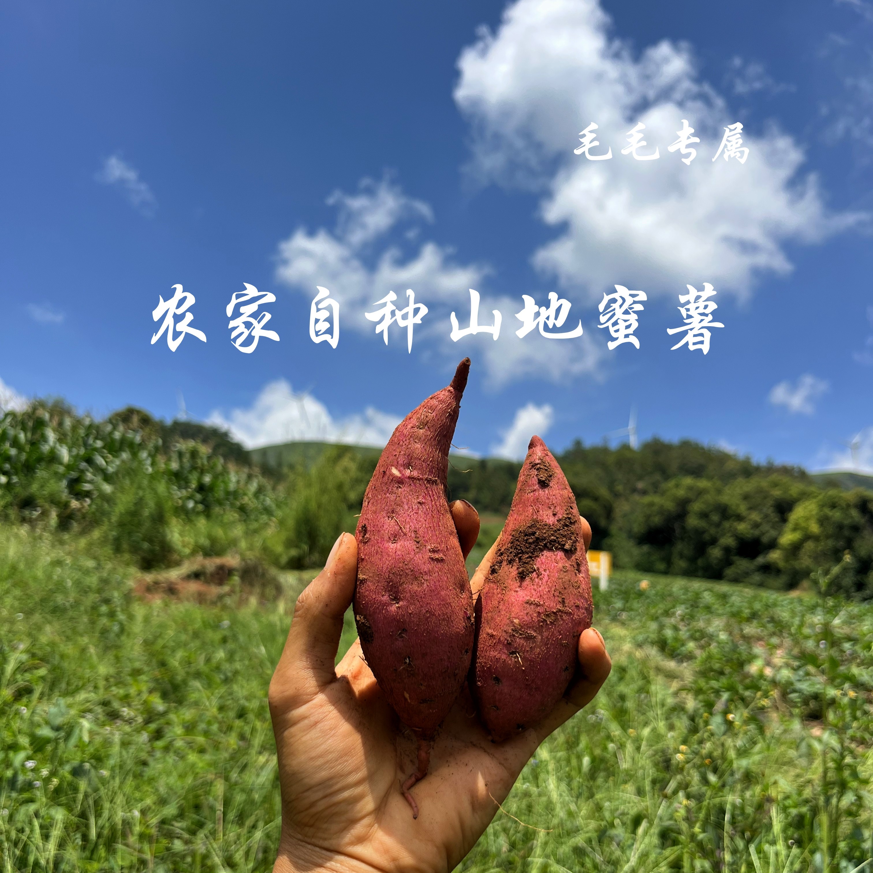 云南高山农家自种地瓜现挖超甜西番薯