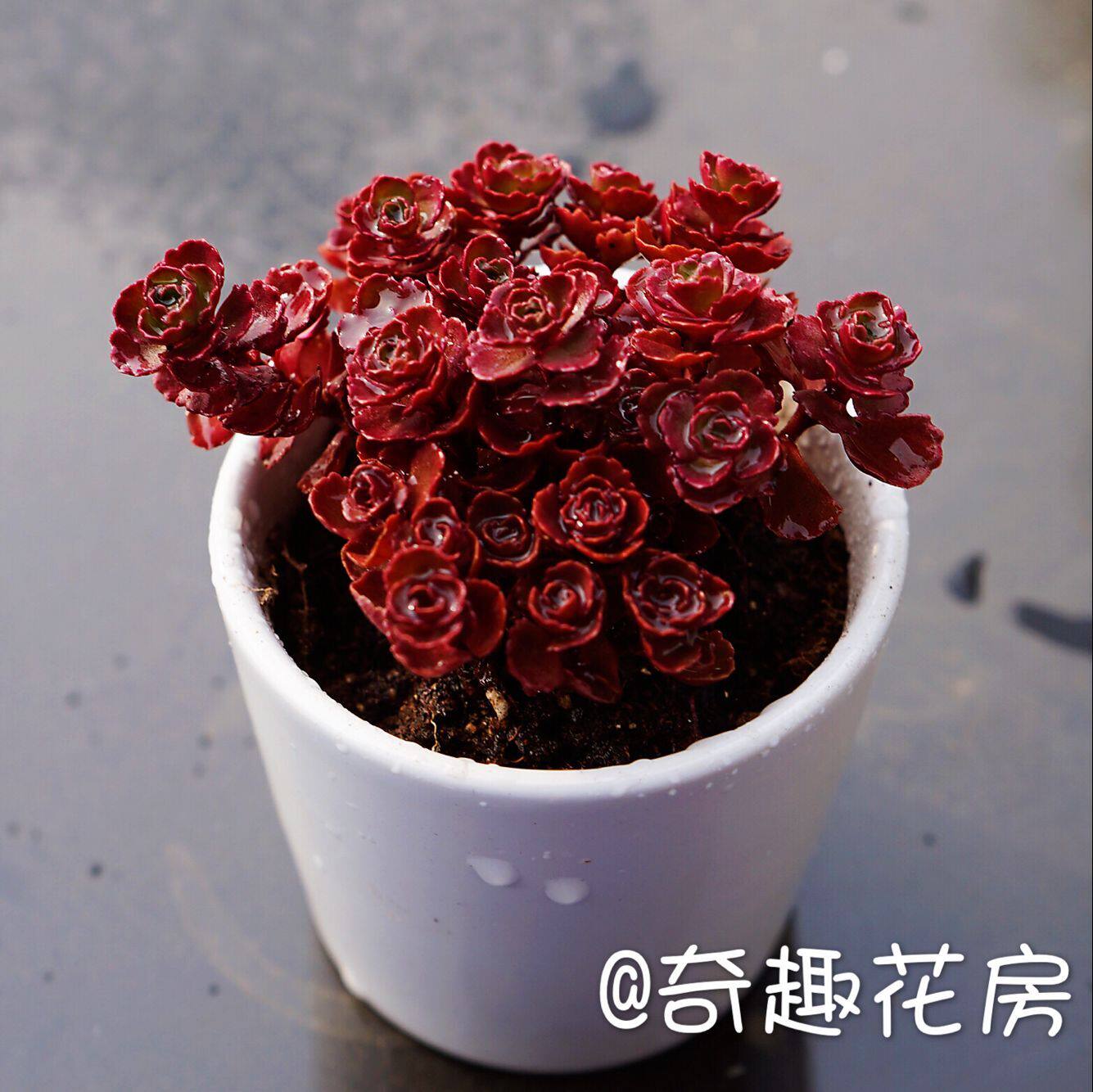 虹之玉锦多肉植物剑司诺娃多肉小老桩汤姆漫画海豚魔笛群生淡雪