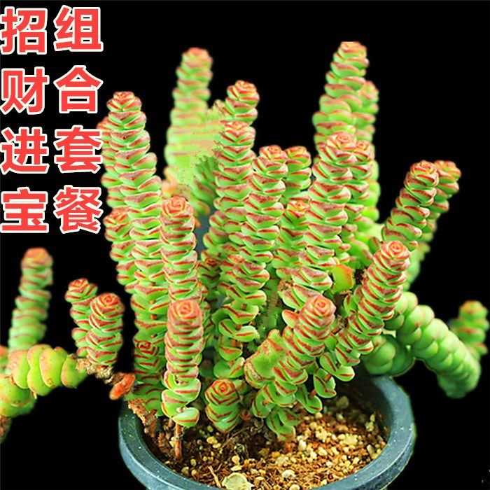 多肉钱串子多品种组合小米星元宝吸财树多肉植物摇钱树宝贝惊喜