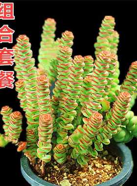 钱串子组合小米星吸财树多肉植物