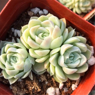 雪兔静夜多肉双子贝瑞绮罗劳伦斯多肉植物肉肉防辐射绿植花卉