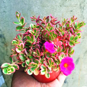 多肉植物太阳花锦花卉多肉组合盆栽办公室绿植防辐射