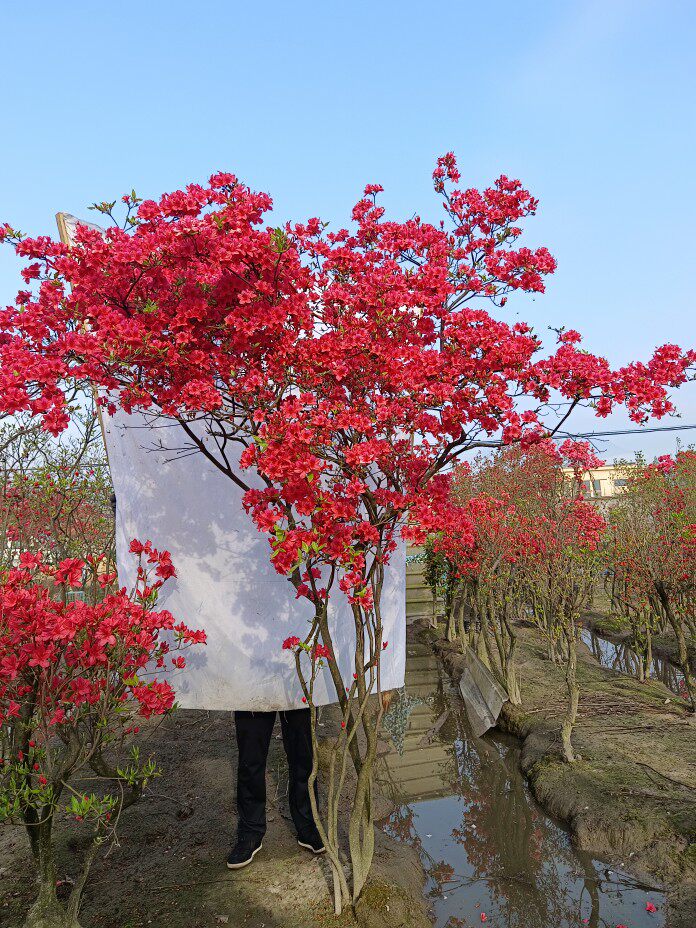 映山红国旗红杜鹃花全冠盆栽精品熟桩地景老桩老树生桩植物怪桩
