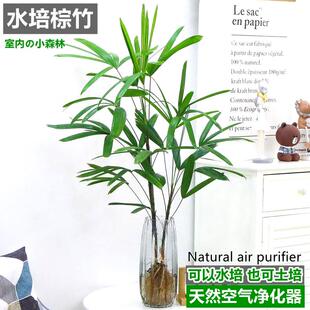 水培金山棕竹室内桌面盆栽花卉盆景带根子老桩比马醉木吊钟还好养