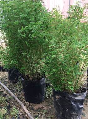 室内外米竹苗盆栽慈孝竹佛肚竹凤尾孝顺竹客厅风景竹常青花卉植物