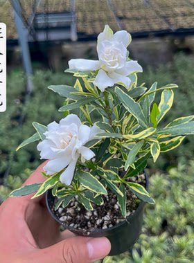 锦上添花新品白锦栀子花出锦花叶