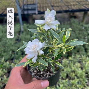 锦上添花新品白锦栀子花出锦花叶小叶盆栽可造型室内桌面