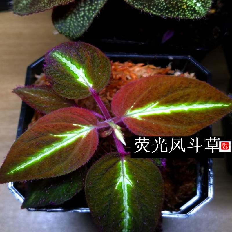 荧光蜂斗草苔藓微景观迷你植物雨林造景素材桌面绿植  一朵ALICE