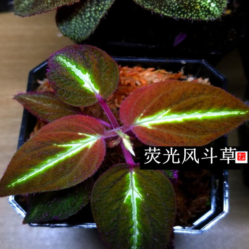 雨林造景绿植荧光蜂斗草