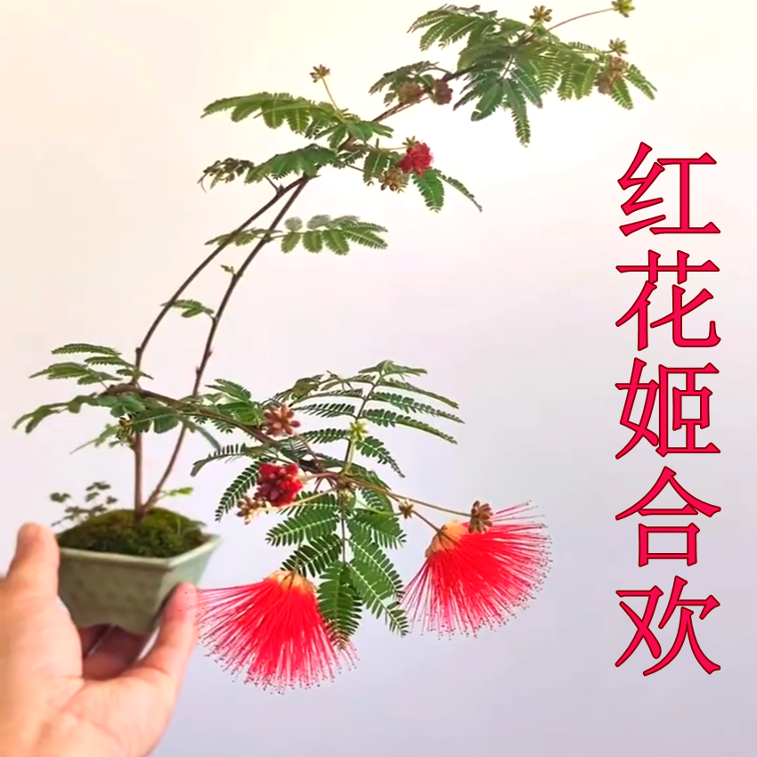 一朵家进口红花姬合欢阳台窗台网红花卉盆景桌面迷你绿植好养苗
