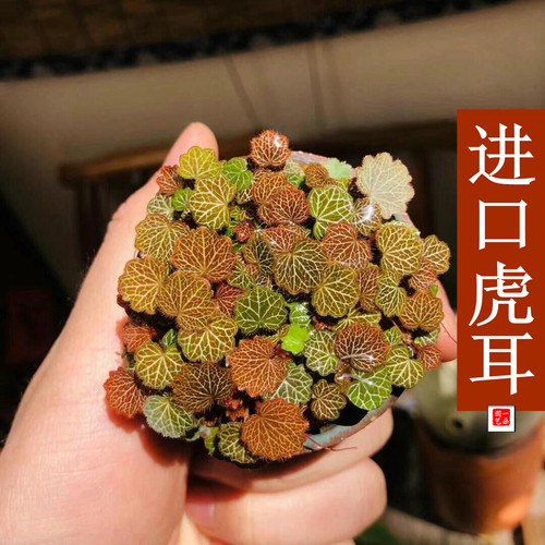 进口迷你小绿植姬虎耳桌面治愈系