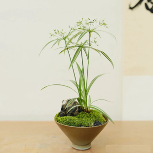 进口姬旱伞草花叶姬水竹水养水培耐阴耐水湿耐涝种在水里水池鱼池