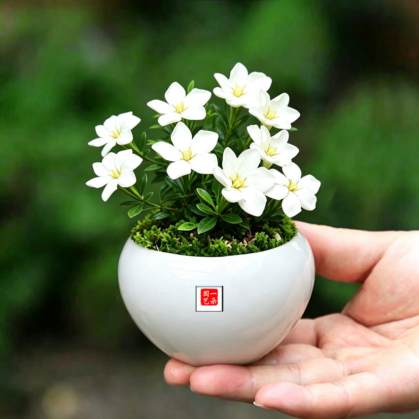 香水栀子潮珠翠鹤海星含珠纽扣玉环潮小菊绿植花卉小盆栽四季开花