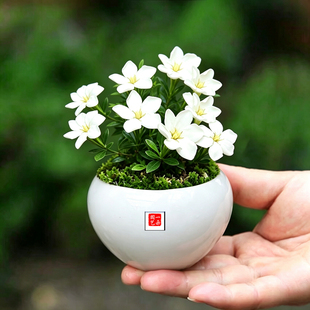 香水栀子潮珠翠鹤海星含珠纽扣玉环潮小菊绿植花卉小盆栽四季开花