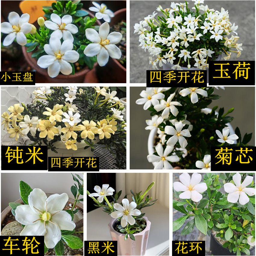 华系栀子花四季开花勤花好养小型