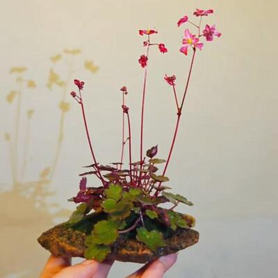 大文字草虎耳草日本进口稀有耐阴小叶盆栽绿植花