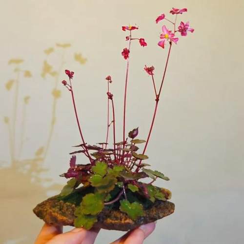 大文字草虎耳草日本进口稀有耐阴小叶盆栽绿植花