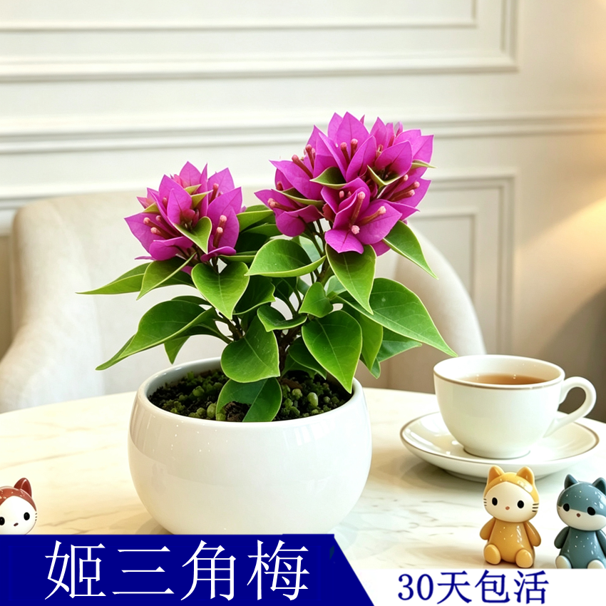 最小的三角梅品种八房姬三角梅