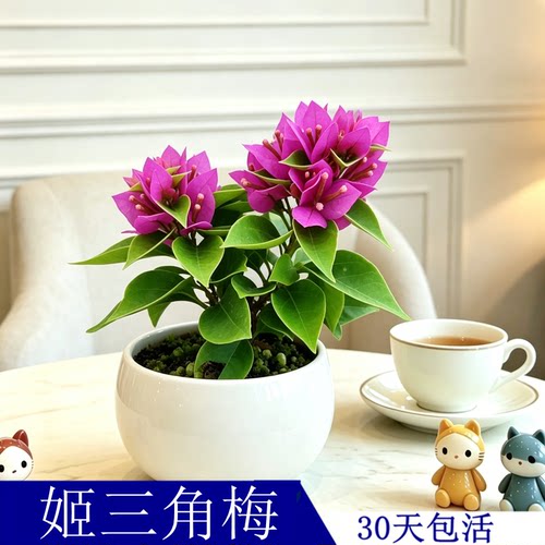 最小的三角梅品种八房姬三角梅