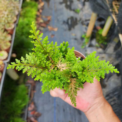 进口山野草黄金蕨花叶卷柏盆景