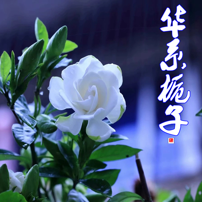 华系栀子花四季开花勤花好养小型