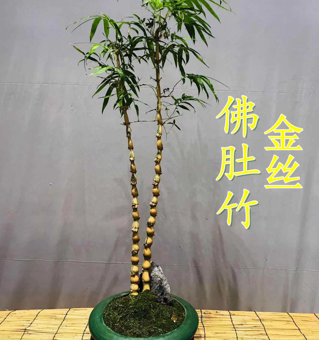 金丝佛肚竹四季常青客厅办公室办公桌面净化空气罗汉竹菩提竹