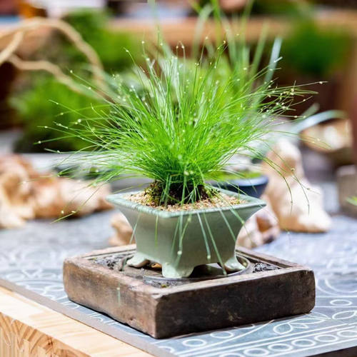 画眉菅日本山野草水生绿植沼泽